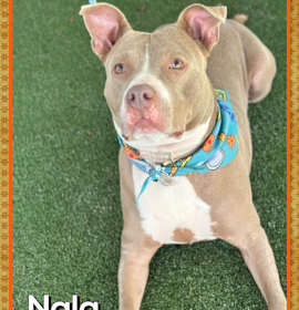Photo of NALA