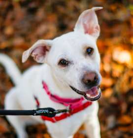 Photo of String Bean