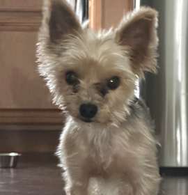 Photo of Coco - Home to Home