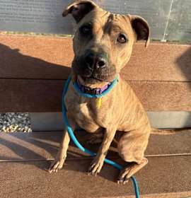 Shelley II 14 photo 1