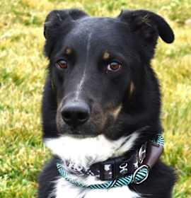 Photo of Max (Valor)