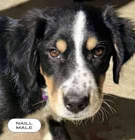 Photo of Niall, a One Direction Pup