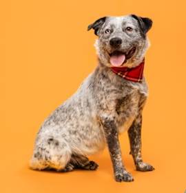 Photo of Rockefeller*