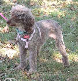 Photo of BEAUTIFUL BELLA POO