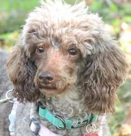 Photo of BEAUTIFUL BELLA POO