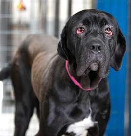 Photo of Beverly (JN25-268)