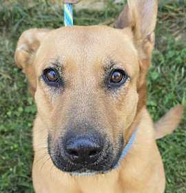 Tundra *foster needed* photo 1