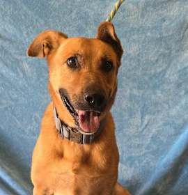 Tundra *foster needed* photo 2