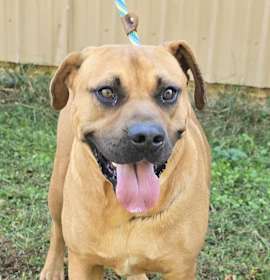 Bon Jovi *foster needed* photo 1