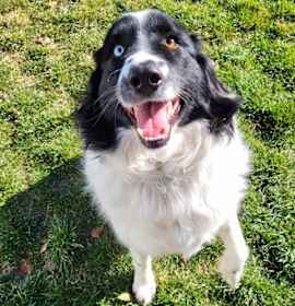 Photo of Kodiak 45484