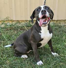 Penny *foster needed* photo 1