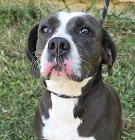 Penny *foster needed* photo 2