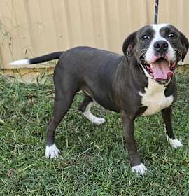 Penny *foster needed* photo 3