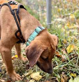 D127 Litter Wednesday photo 4