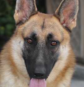 Photo of Otto von Poschiavo