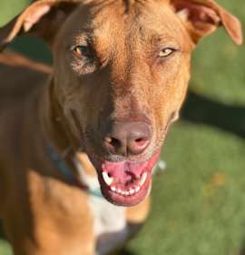 Photo of Peanut Butter