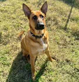 Photo of Avengers - Red Collar nka Tony - Located in VA