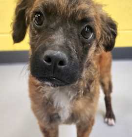 Photo of Ozzie / AC 26547 E