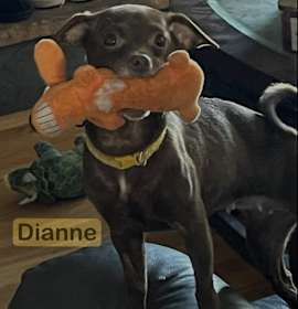 Photo of Dianne