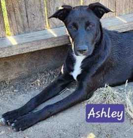 Photo of ASHLEY FOSTER