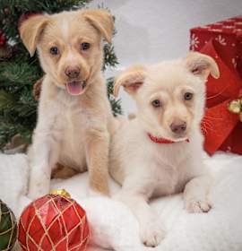 Photo of Kip and Chip