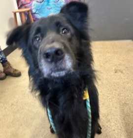 Wilson VII 5 photo 3