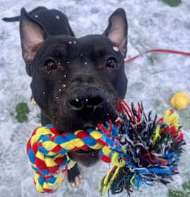 Pringle II 7 photo 3