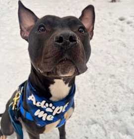 Pringle II 7 photo 2