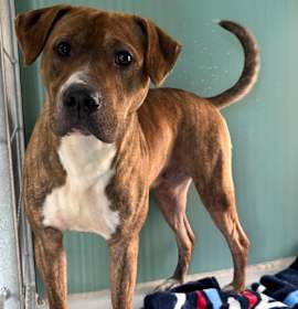 Photo of Graham Cracker 1764-25