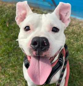 Scottie Scheffler photo 1