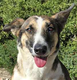 Scintillating Ms Shadeen ~ Magical McNab ! photo 1