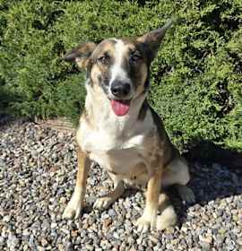 Scintillating Ms Shadeen ~ Magical McNab ! photo 2