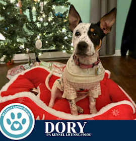 Photo of Dory (Ocean Explorers) 110825