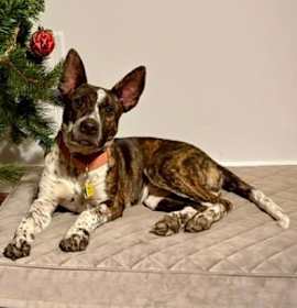 Photo of Nemo (Ocean Explorers) 110825