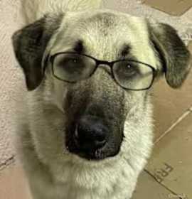 Charlie looking for my family! photo 1