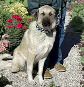 Charlie looking for my family! photo 2