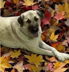 Charlie looking for my family! photo 3