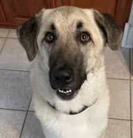 Charlie looking for my family! photo 4