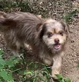 Brodie 12 LBS photo 2