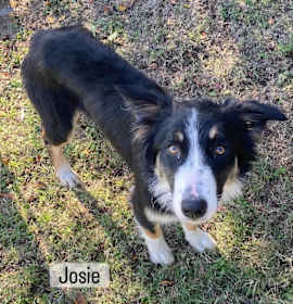 Josie photo 2