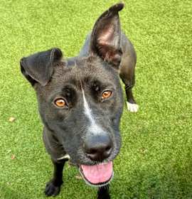 Photo of Saucy Pawci