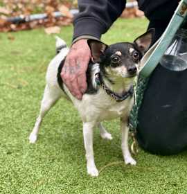 Mickey (Bonded with Scooter) photo 1