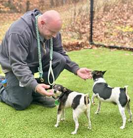 Mickey (Bonded with Scooter) photo 3