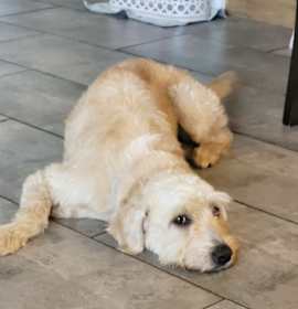 Photo of Janice - Adoption Pending