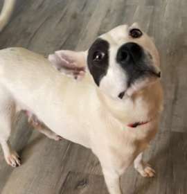 Photo of Halo - (Loyal, Loving Heele