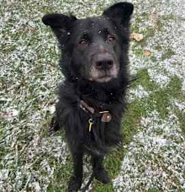 Wilson VII 5 photo 1