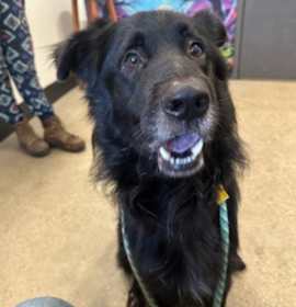 Wilson VII 5 photo 2