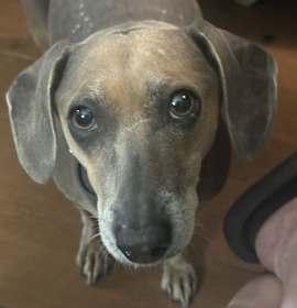 Photo of 'Jack' fka Bear