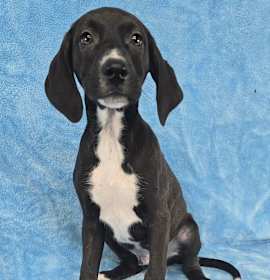 Cool Ghoul *foster needed* photo 3