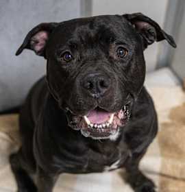 Admiral Ackbar photo 3